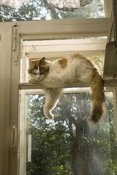 a white and ginger cat lying in a window